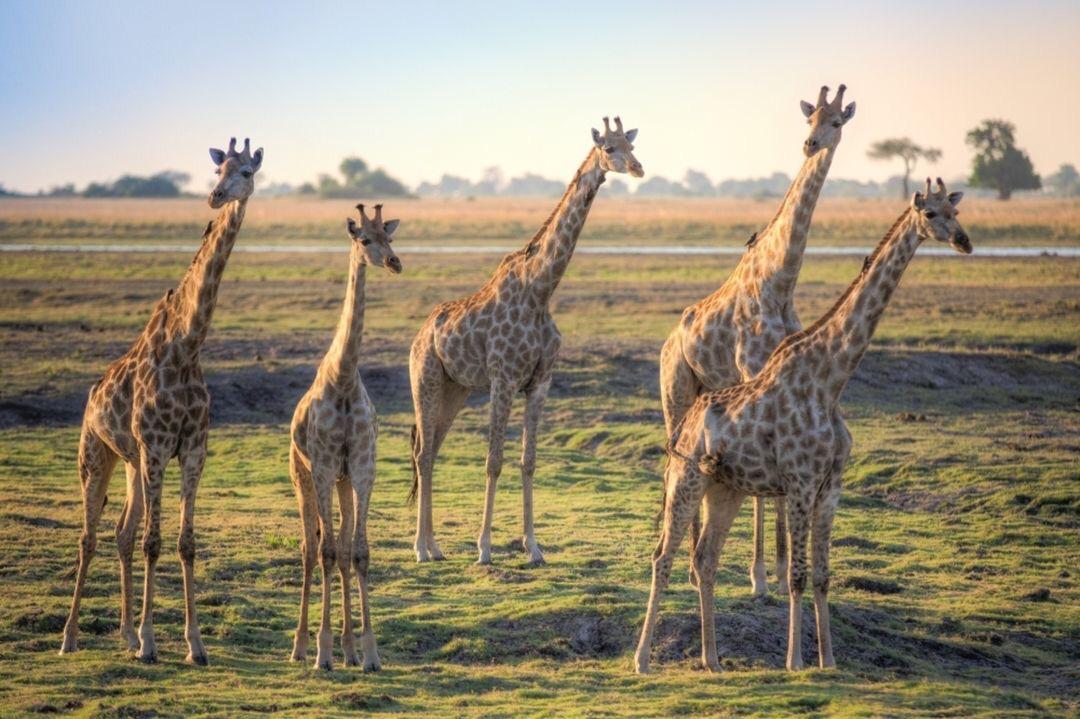 Unlocking the Ultimate Tanzanian Safari Experience: Your Itinerary Guide