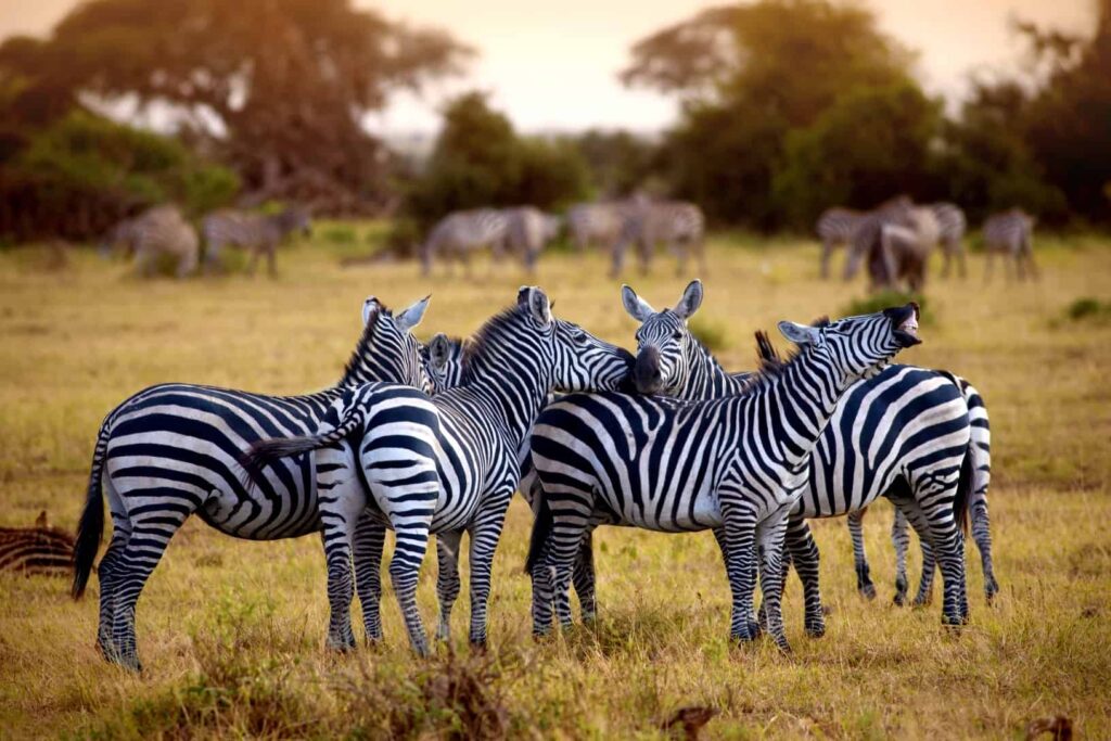 zebras in serengeti