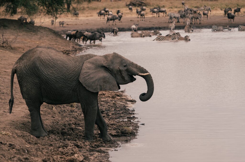3-day group safari in Tanzania elephant