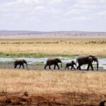 3-day group safari in Tanzania