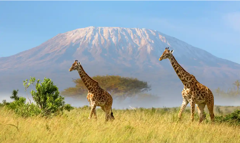 Budget-Friendly Adventures in Arusha in arusha national park