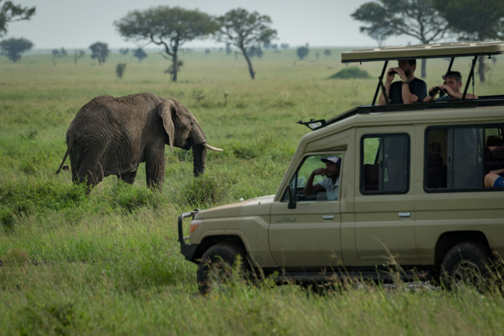 4 Days join group safari tour Tanzania