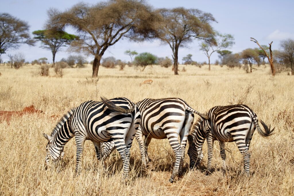 3-day group safari in Tanzania