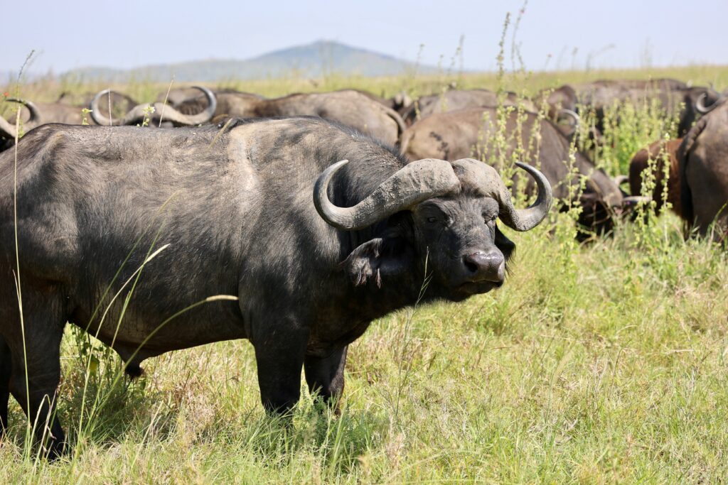 3-day group safari in Tanzania curious buffalo