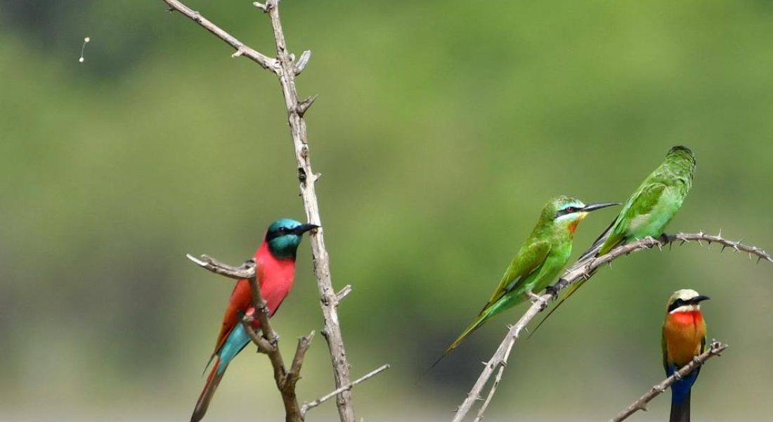 Wildlife Photography in Arusha birds