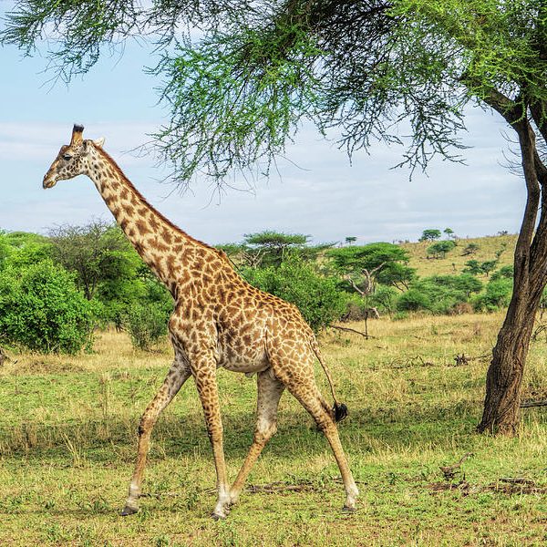 Best time to go on Tanzania for safari